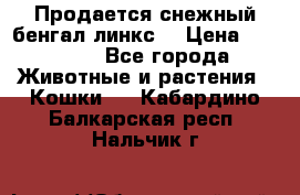 Продается снежный бенгал(линкс) › Цена ­ 25 000 - Все города Животные и растения » Кошки   . Кабардино-Балкарская респ.,Нальчик г.